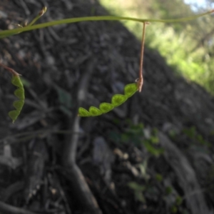 Grona varians at Campbell, ACT - 25 Nov 2016 04:22 PM