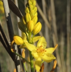 Bulbine glauca (Rock Lily) at Greenway, ACT - 21 Nov 2016 by michaelb