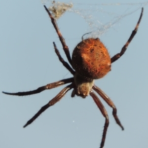 Hortophora sp. (genus) at Greenway, ACT - 21 Nov 2016