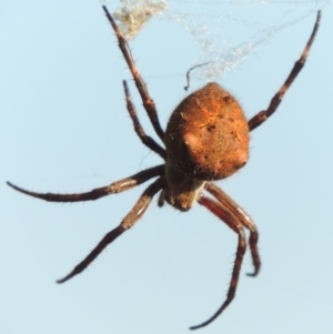 Hortophora sp. (genus) at Greenway, ACT - 21 Nov 2016