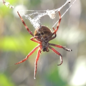 Hortophora sp. (genus) at Greenway, ACT - 21 Nov 2016