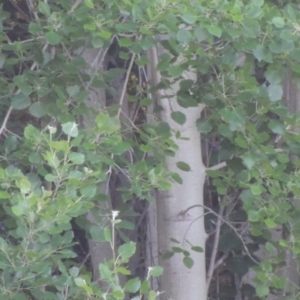 Populus deltoides at Greenway, ACT - 21 Nov 2016