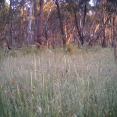 Macropus giganteus (Eastern Grey Kangaroo) at Mulligans Flat - 25 Nov 2016 by MulligansFlat1