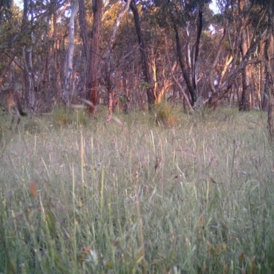 Macropus giganteus (Eastern Grey Kangaroo) at Mulligans Flat - 26 Nov 2016 by MulligansFlat1