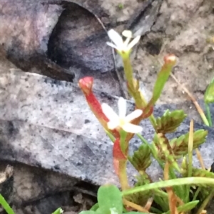 Stylidium despectum at Bruce, ACT - 27 Nov 2016 05:59 AM