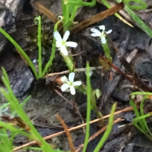 Stylidium despectum at Bruce, ACT - 27 Nov 2016 05:59 AM