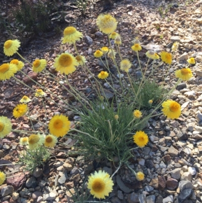 Leucochrysum albicans subsp. albicans (Hoary Sunray) at Bungendore, NSW - 27 Nov 2016 by yellowboxwoodland