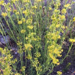 Pimelea curviflora var. sericea at Bungendore, NSW - 27 Nov 2016 08:14 AM