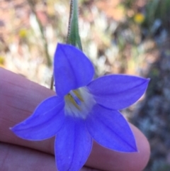 Wahlenbergia capillaris (Tufted Bluebell) at QPRC LGA - 26 Nov 2016 by yellowboxwoodland