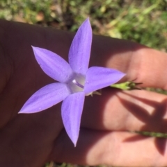 Wahlenbergia sp. (Bluebell) at Bungendore, NSW - 26 Nov 2016 by yellowboxwoodland