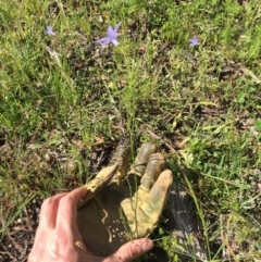 Wahlenbergia sp. at Bungendore, NSW - 27 Nov 2016 08:09 AM