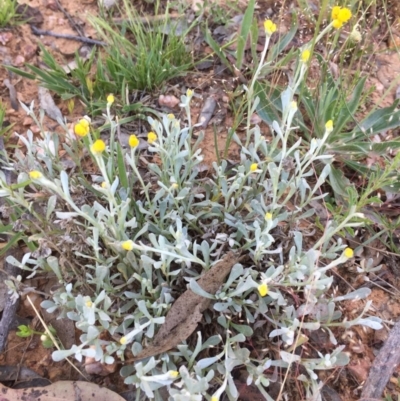 Chrysocephalum apiculatum (Common Everlasting) at Bungendore, NSW - 27 Nov 2016 by yellowboxwoodland