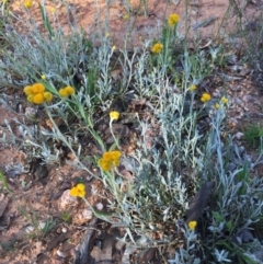 Chrysocephalum apiculatum at Bungendore, NSW - 27 Nov 2016