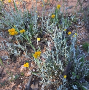 Chrysocephalum apiculatum at Bungendore, NSW - 27 Nov 2016