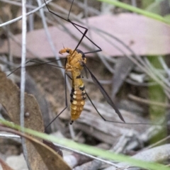 Leptotarsus (Leptotarsus) clavatus (A crane fly) at Acton, ACT - 26 Nov 2016 by JudithRoach