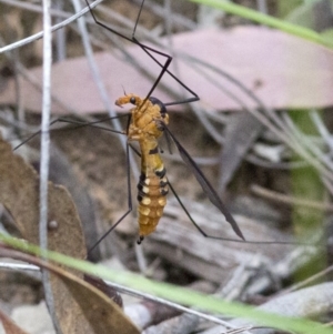 Leptotarsus (Leptotarsus) clavatus at Acton, ACT - 27 Nov 2016