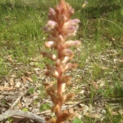 Orobanche minor (Broomrape) at Forde, ACT - 27 Nov 2016 by sybilfree