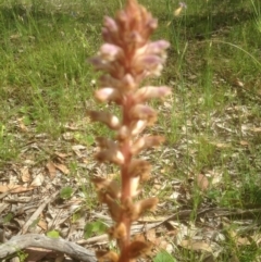 Orobanche minor (Broomrape) at Forde, ACT - 26 Nov 2016 by sybilfree