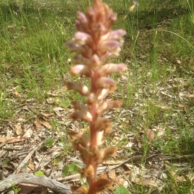 Orobanche minor (Broomrape) at Forde, ACT - 27 Nov 2016 by sybilfree