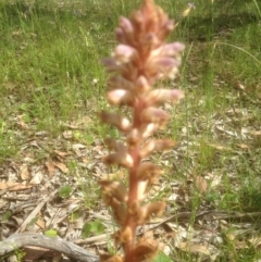 Orobanche minor at Forde, ACT - 27 Nov 2016