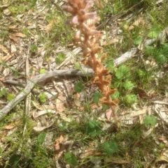 Orobanche minor at Forde, ACT - 27 Nov 2016