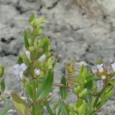 Mentha diemenica (Wild Mint, Slender Mint) at Jerrabomberra, ACT - 27 Nov 2016 by Mike