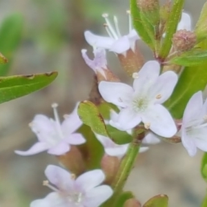 Mentha diemenica at Jerrabomberra, ACT - 27 Nov 2016 10:31 AM