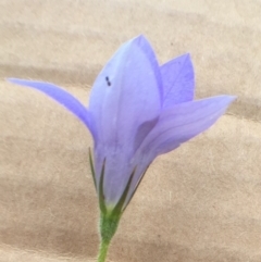 Wahlenbergia stricta subsp. stricta (Tall Bluebell) at QPRC LGA - 26 Nov 2016 by yellowboxwoodland