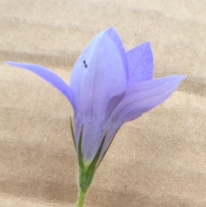 Wahlenbergia stricta subsp. stricta at Bungendore, NSW - 27 Nov 2016