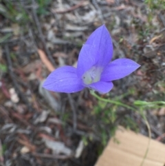 Wahlenbergia stricta subsp. stricta at Bungendore, NSW - 27 Nov 2016