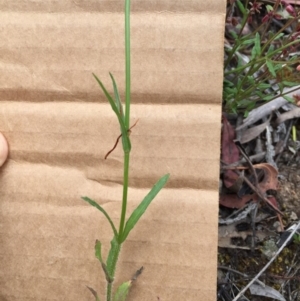 Wahlenbergia stricta subsp. stricta at Bungendore, NSW - 27 Nov 2016