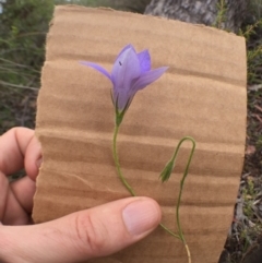 Wahlenbergia stricta subsp. stricta at Bungendore, NSW - 27 Nov 2016