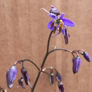 Dianella revoluta var. revoluta at Bungendore, NSW - 27 Nov 2016