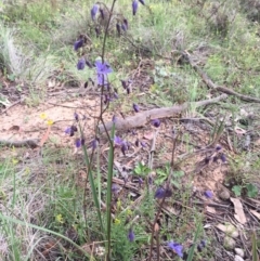 Dianella revoluta var. revoluta at Bungendore, NSW - 27 Nov 2016