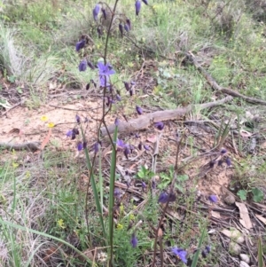 Dianella revoluta var. revoluta at Bungendore, NSW - 27 Nov 2016