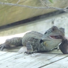 Intellagama lesueurii howittii (Gippsland Water Dragon) at Four Winds Bioblitz Reference Sites - 16 Nov 2016 by narelle