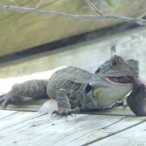 Intellagama lesueurii howittii at Barragga Bay, NSW - 16 Nov 2016