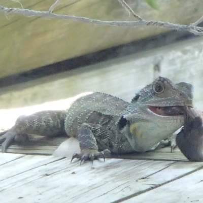 Intellagama lesueurii howittii (Gippsland Water Dragon) at Four Winds Bioblitz Reference Sites - 16 Nov 2016 by narelle