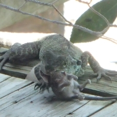 Intellagama lesueurii howittii at Barragga Bay, NSW - 16 Nov 2016 02:29 PM