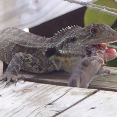 Intellagama lesueurii howittii at Barragga Bay, NSW - 16 Nov 2016