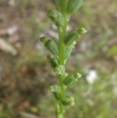 Microtis unifolia (Common Onion Orchid) at Majura, ACT - 26 Nov 2016 by SilkeSma