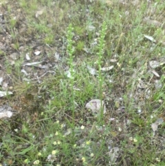 Microtis unifolia at Majura, ACT - 27 Nov 2016