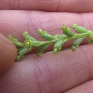 Microtis unifolia at Majura, ACT - 27 Nov 2016