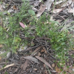 Bossiaea buxifolia (Matted Bossiaea) at Mount Ainslie - 26 Nov 2016 by SilkeSma