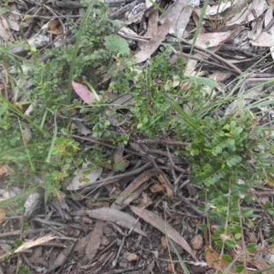 Bossiaea buxifolia (Matted Bossiaea) at Majura, ACT - 27 Nov 2016 by SilkeSma