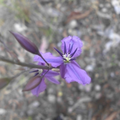 Arthropodium fimbriatum (Nodding Chocolate Lily) at Mount Ainslie - 26 Nov 2016 by SilkeSma
