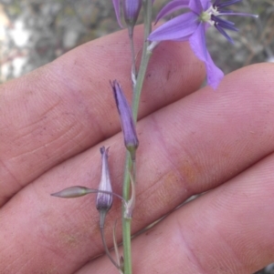 Arthropodium fimbriatum at Majura, ACT - 27 Nov 2016