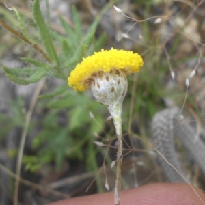 Leptorhynchos squamatus at Majura, ACT - 27 Nov 2016