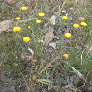 Leptorhynchos squamatus at Majura, ACT - 27 Nov 2016