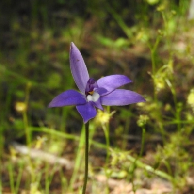 Glossodia major (Wax Lip Orchid) at Coree, ACT - 5 Oct 2016 by ArcherCallaway